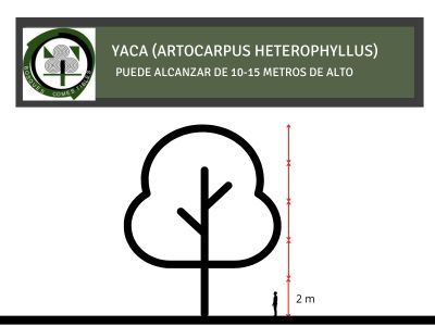 Altura de Yaca, Artocarpus heterophyllus