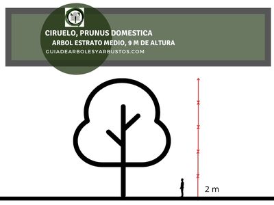 Altura Ciruelo, Prunus domestica Altura Prunus domestica
