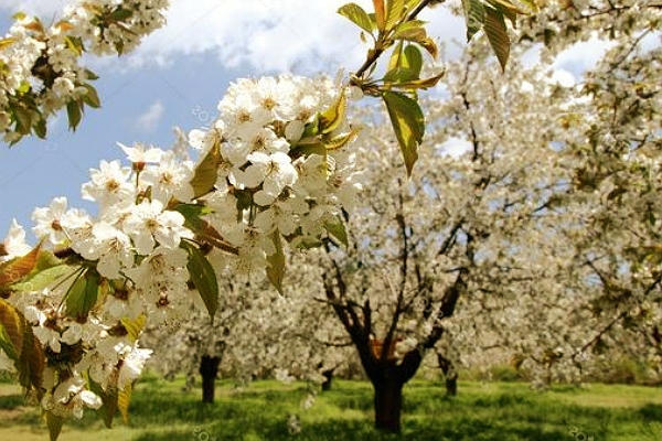 Fotos de Almendros Florecidos en Guia de Arboles y Arbustos Aquí te dejamos algunas fotos de almendros florecidos para que disfrutes de sus hermosas flores