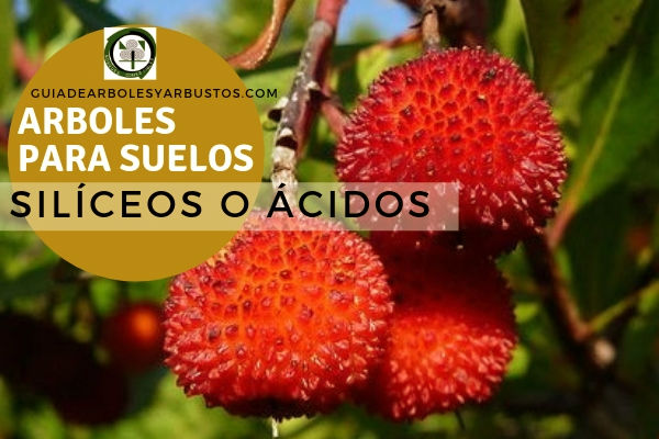 Arboles para Suelos Ácidos o Silicios, Guia de Arboles y Arbustos Lista de arboles para Suelos ácidos o silicios. Te proponemos algunas especies de estas plantas conocidas como ácidas o alcalinas.