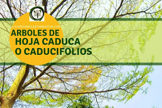 Arboles y arbustos de hoja caduca o caducifolios para el bosque de alimentos