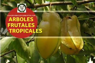 Arboles y arbustos frutales tropicales para el bosque de alimentos