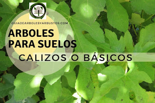 Arboles y arbustos para suelos calizos o básicos para el bosque de alimentos
