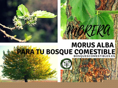Morera, Morus alba, árbol usado para la alimentación del gusano de seda El Morus alba es una planta Medicinal, Comestible y fibras utilizables en la industria textil
