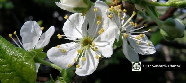 Flores del ciruelo Cuando florece el ciruelo
